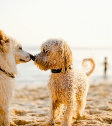 Cadaver Dogs: How Canine Noses Help Find the Deceased