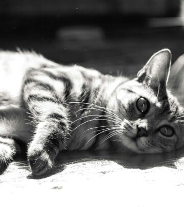 Tiny Allium family foods can cause severe harm and require swift veterinary attention.