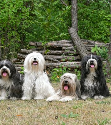 Can Dogs Eat Acorns and Other Tree Nuts? Risks, Toxicity, and Safe Practices
