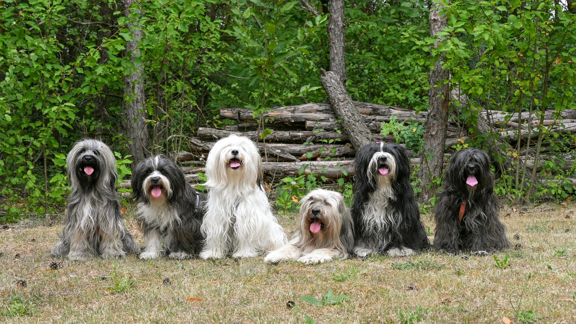 Spot toxicity signs early and protect pets from unseen outdoor dangers.