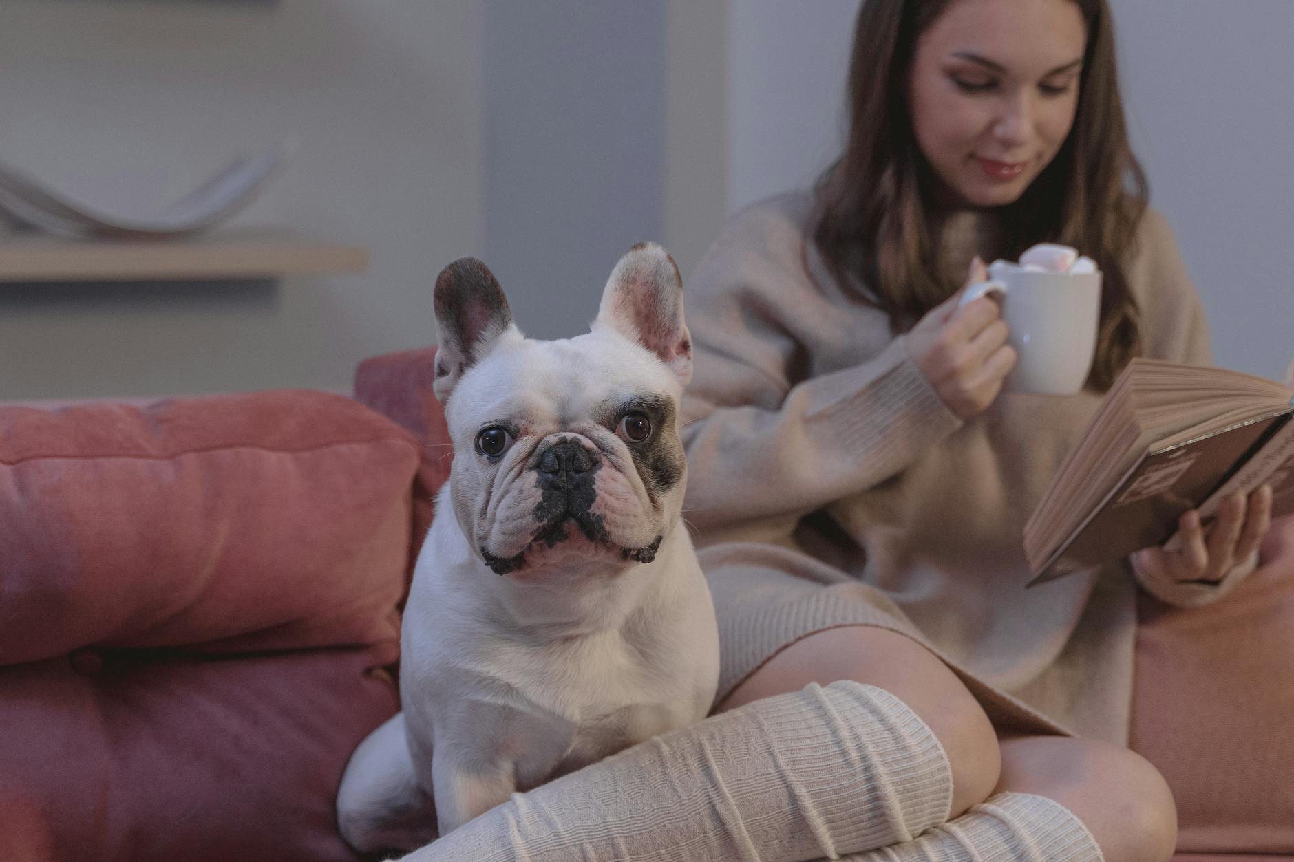 Can Dogs Eat Marshmallows? Dangers, Risks, and Safe Alternatives Explained Opting for wholesome bites shields pets from sugar overload and sweetener toxicity.