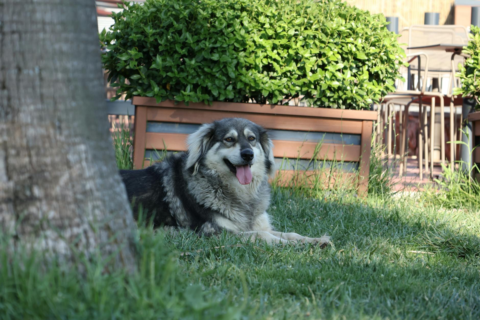Simple steps ensure your pup enjoys tasty fruit treats without choking or toxicity risks.