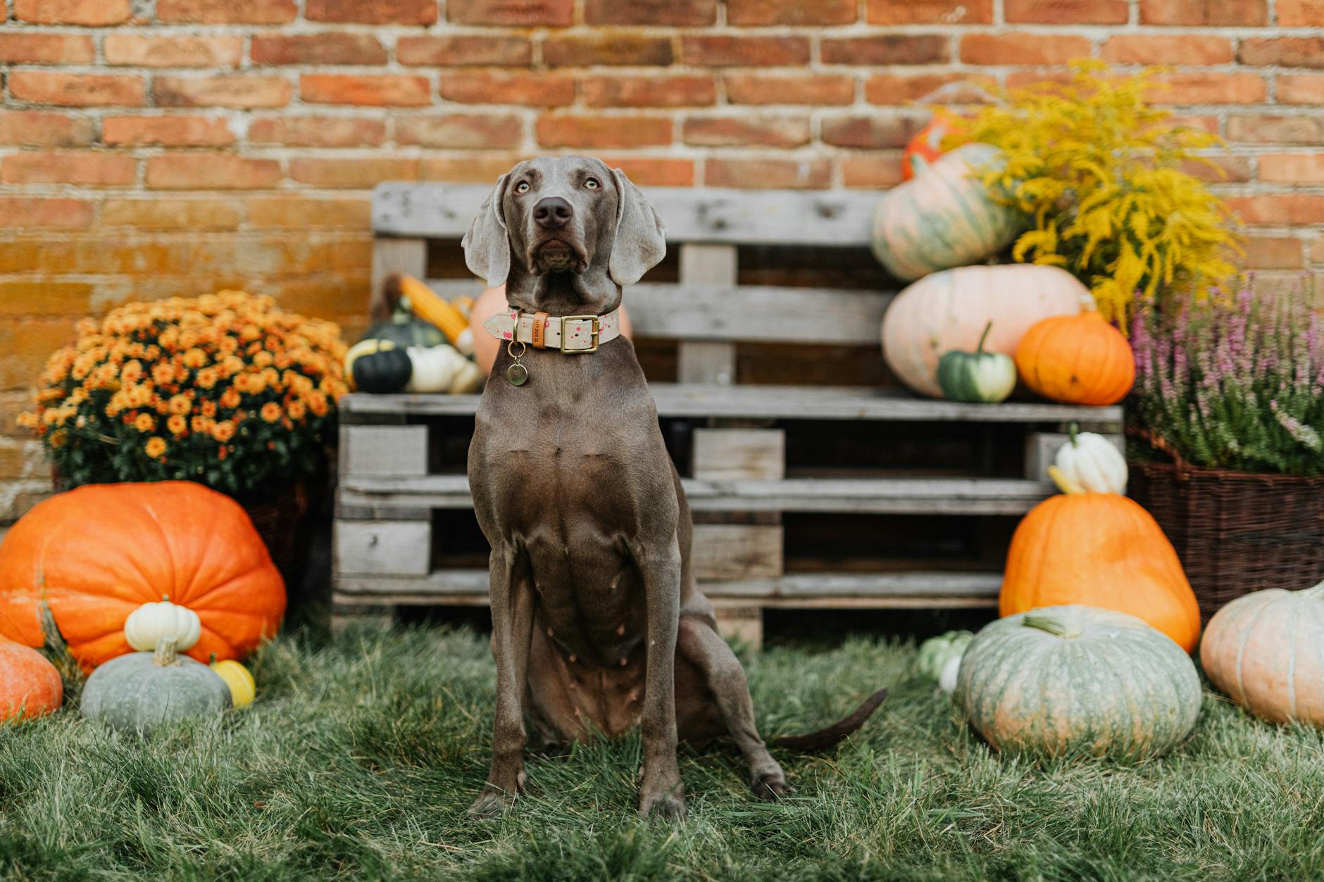 A familiar fall favorite transformed into a digest-friendly treat your pup will love.