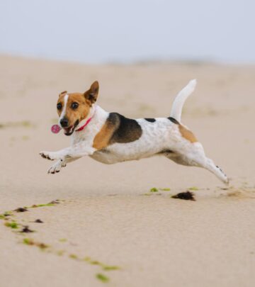 Can Dogs Eat Seaweed? Benefits, Risks, and Safe Feeding Tips