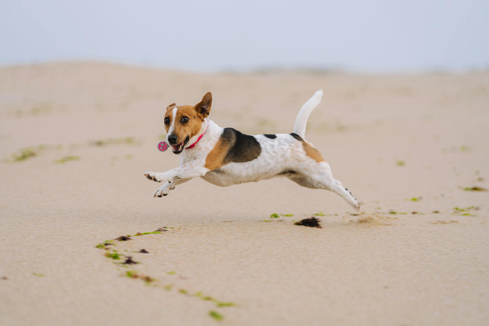 An ocean-derived supplement may support coat shine, thyroid balance, and digestion.