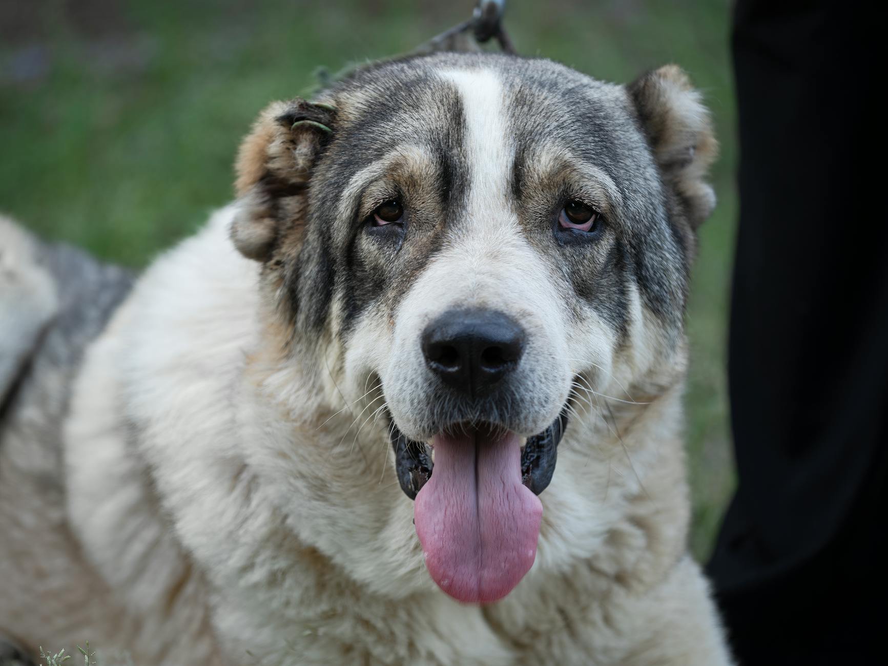 Mycotoxins and high fat in walnuts can pose serious risks for a curious canine companion.