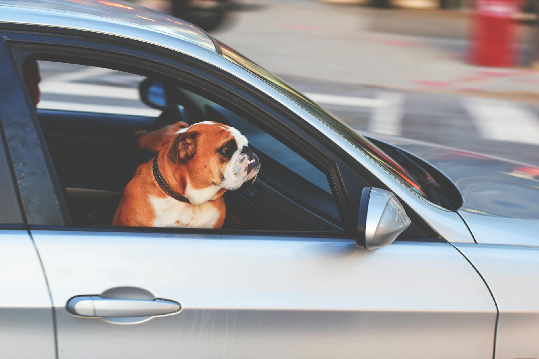 Proper training and comfort measures can make car rides enjoyable for your dog.