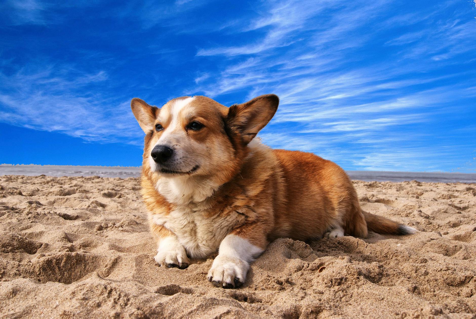 Cardigan Welsh Corgi vs. Pembroke Welsh Corgi: A Comprehensive Comparison Balance activity needs and temperament insights to find your ideal short-legged friend.