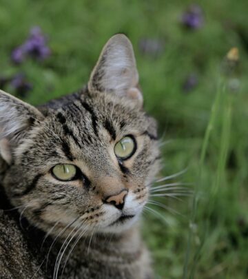 Adjusting meals and grooming habits reduces stomach irritation for happier cats.