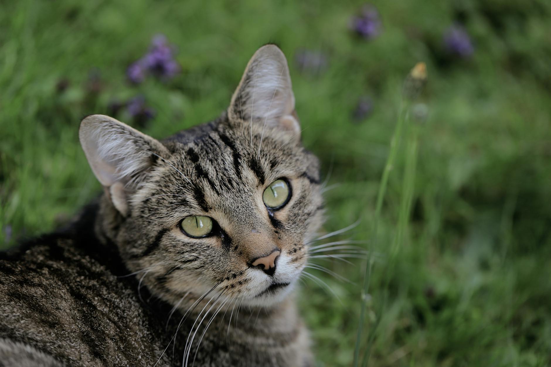 Adjusting meals and grooming habits reduces stomach irritation for happier cats.