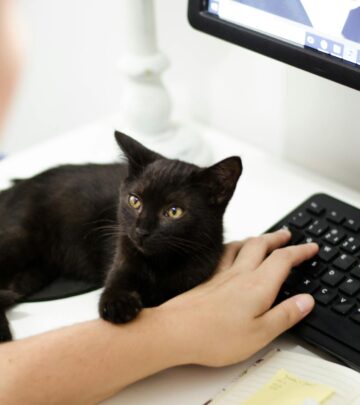 Feline life stage comparisons reveal key care insights at every age.