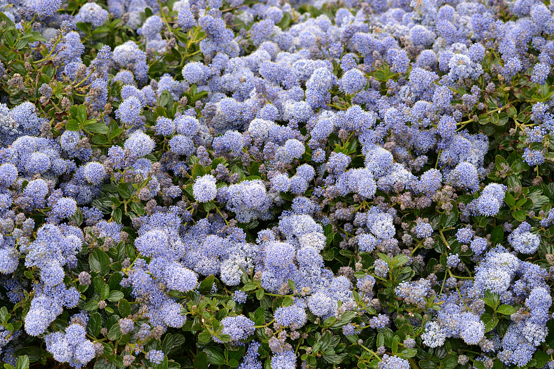 A hardy drought-friendly shrub that brings vivid blue flowers and wildlife benefits.