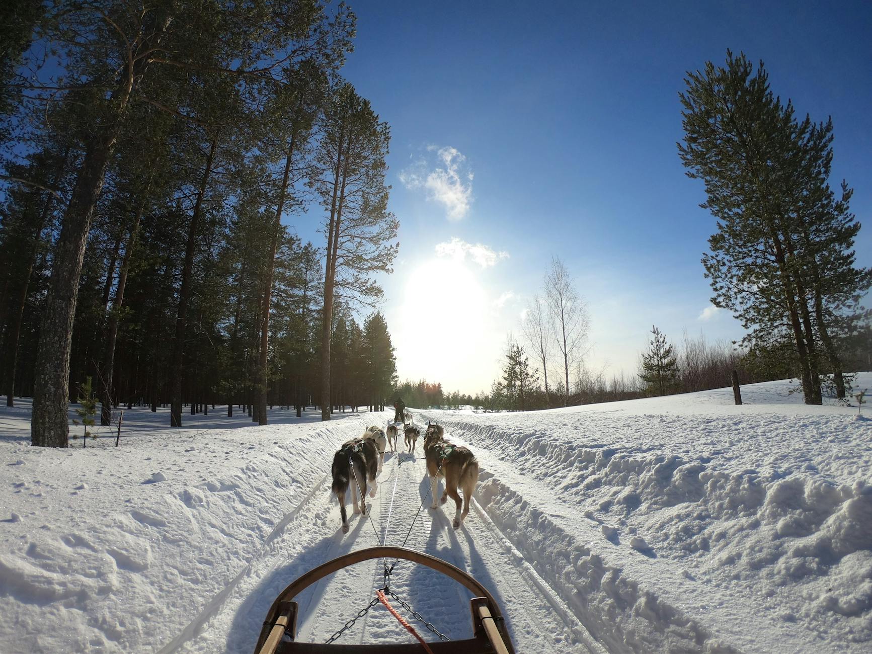 Chinook Dog Breed: The Gentle and Enduring Sled Dog This rare American breed blends strength, intelligence, and warmth for active households.