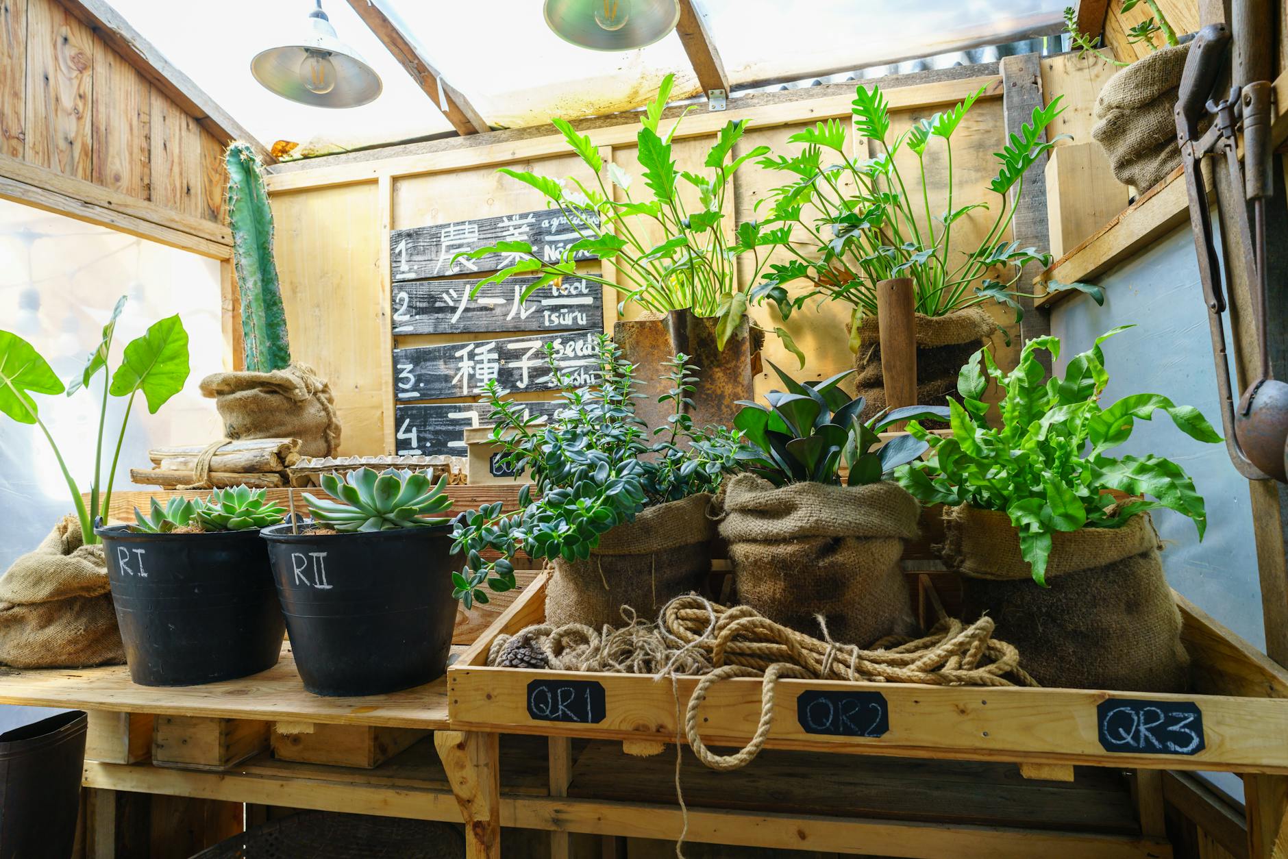 Clement Nursery: A Historic Green Oasis in San Francisco’s Richmond District Historic urban oasis filled with resilient greenery thriving in San Francisco’s fog.