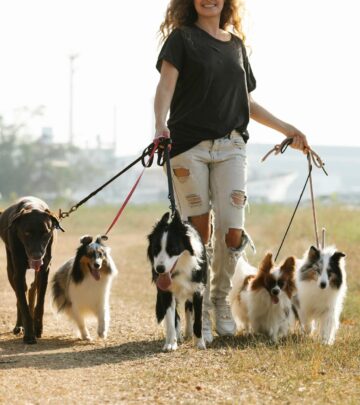 Collie vs. Shetland Sheepdog: How to Tell Them Apart