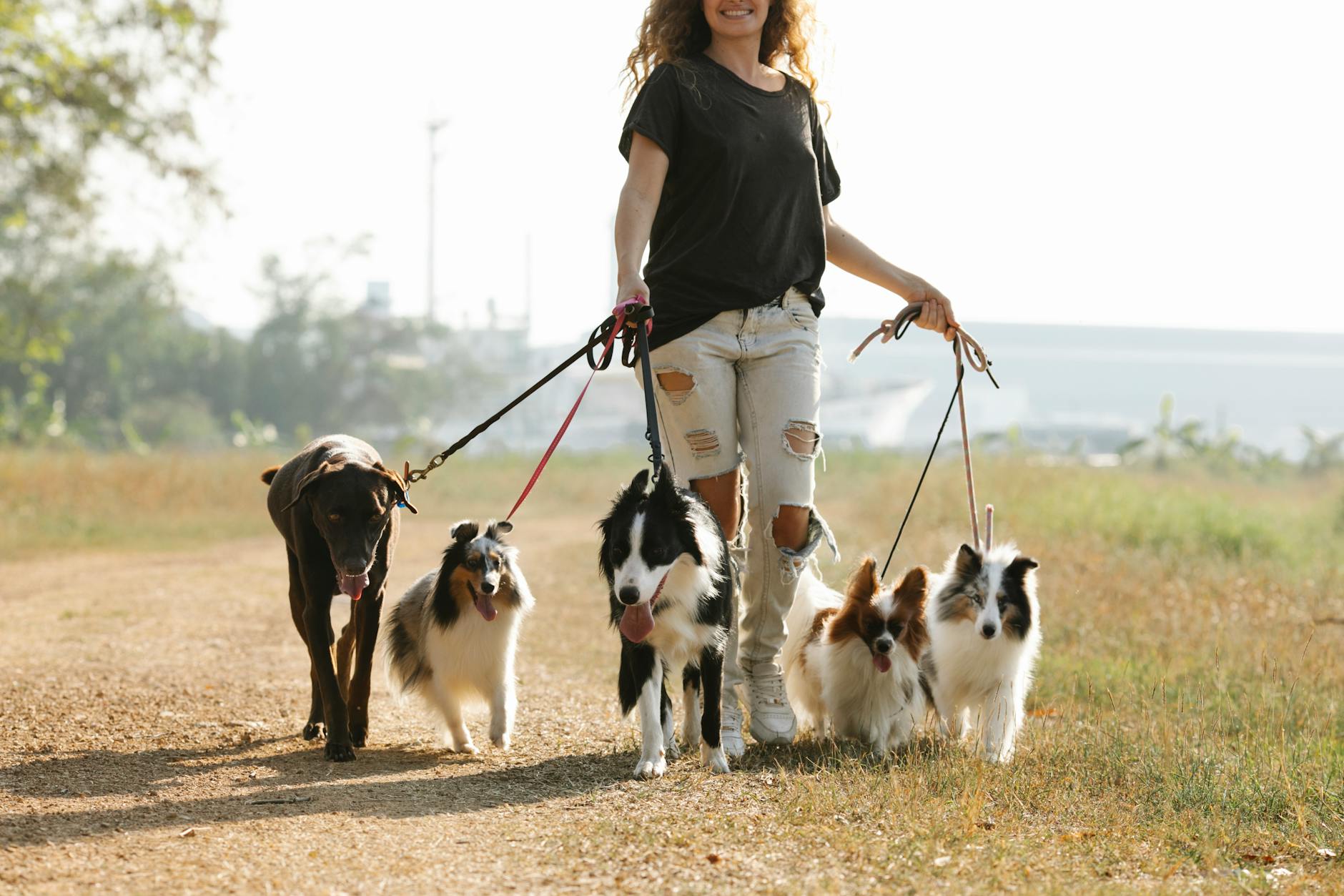 Collie vs. Shetland Sheepdog: How to Tell Them Apart Distinct traits that help you match the right herding dog to your family’s needs.