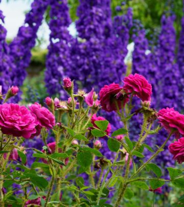Elevate small-space gardening with striking vertical blooms all season long.