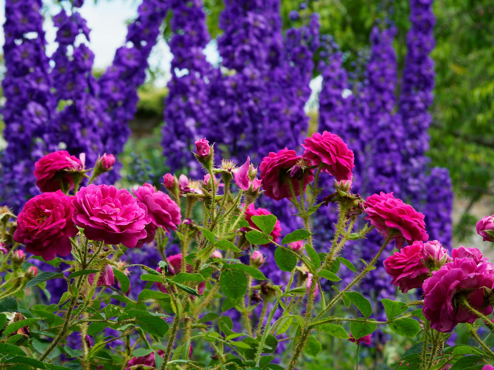 Elevate small-space gardening with striking vertical blooms all season long.