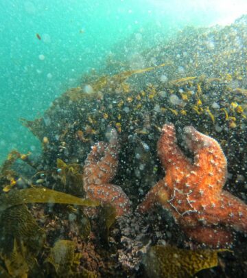 Balanced nutrients and proper flow support a vibrant reef setup and pristine surfaces.
