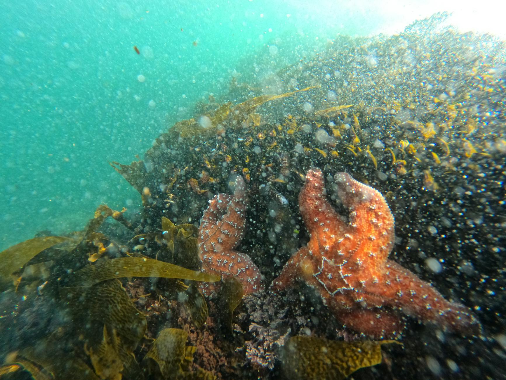 Balanced nutrients and proper flow support a vibrant reef setup and pristine surfaces.