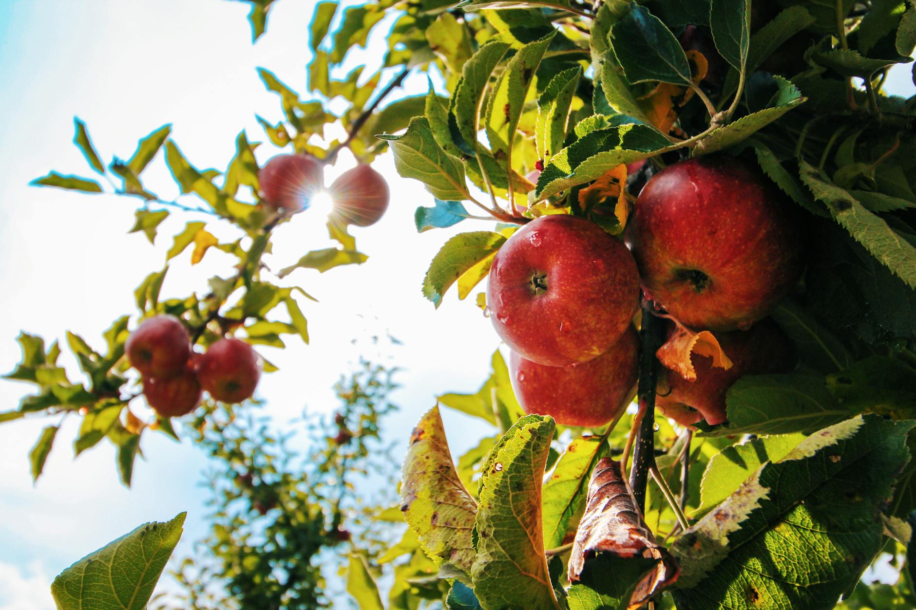 Matching varieties to your yard’s site conditions yields sweeter, reliable harvests.