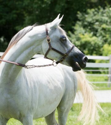 Discover accurate weight ranges for different horse breeds and learn factors that influence equine weight