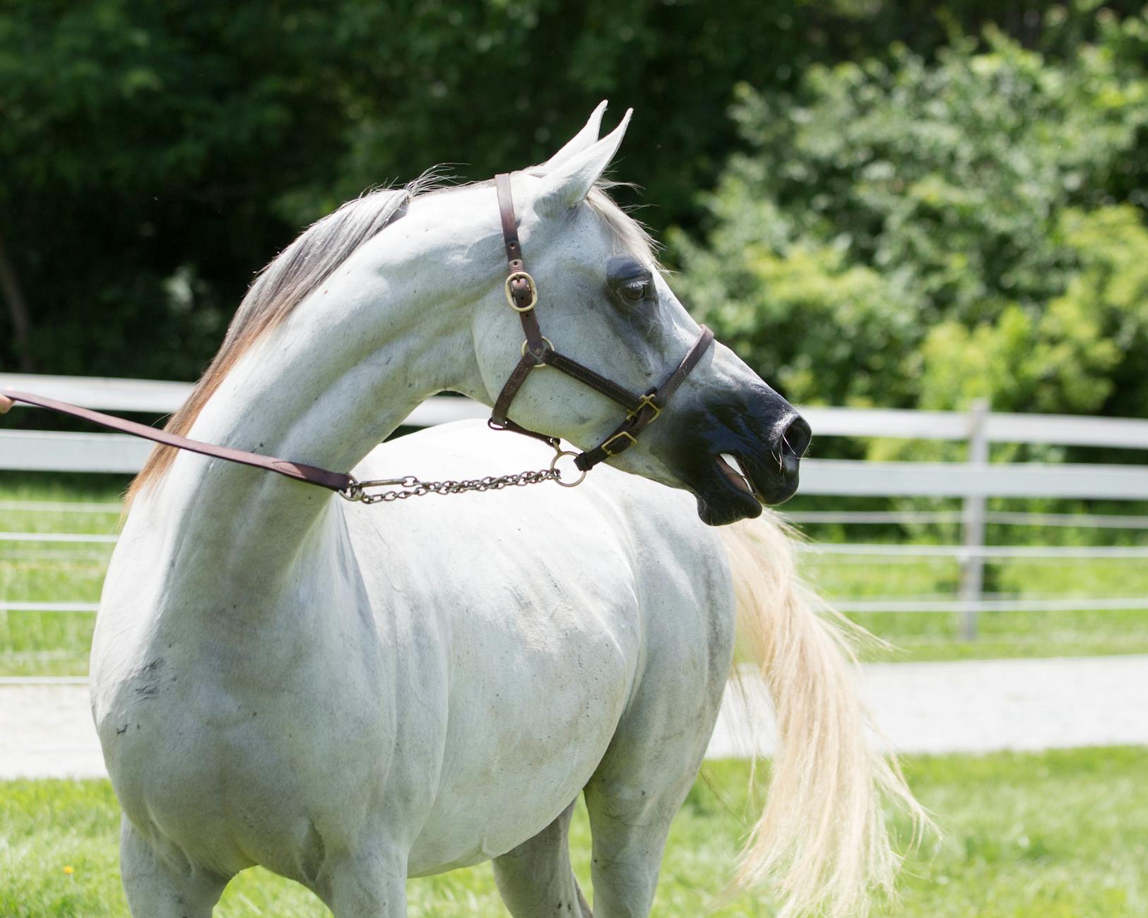 Horse Weight By Breed: 5 Key Ranges And Age Insights Discover accurate weight ranges for different horse breeds and learn factors that influence equine weight