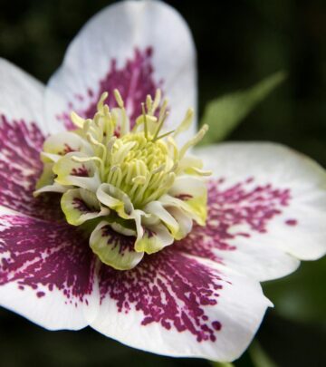 Discover expert tips to nurture vibrant blooms and keep your garden thriving year-round!