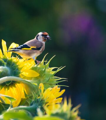 The Undeniable Value of Cracked Sunflower Seeds: The Champion of Bird Food
