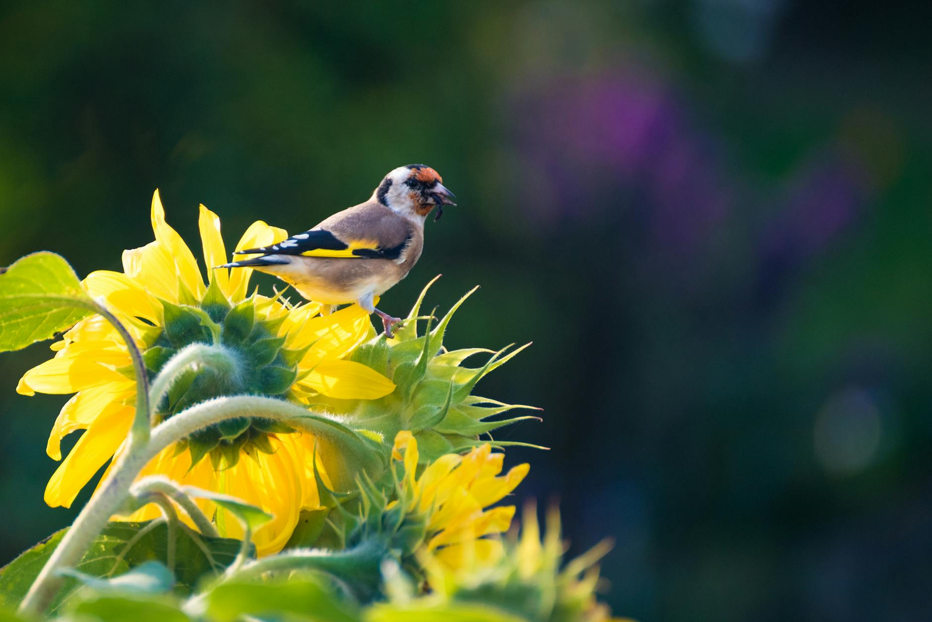 Easy-to-eat kernels boost energy, reduce mess, and draw diverse wildlife to your garden.