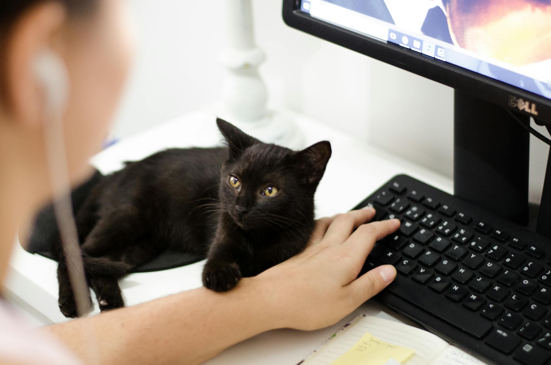 Household chatter shapes feline learning in subtle and surprising ways.
