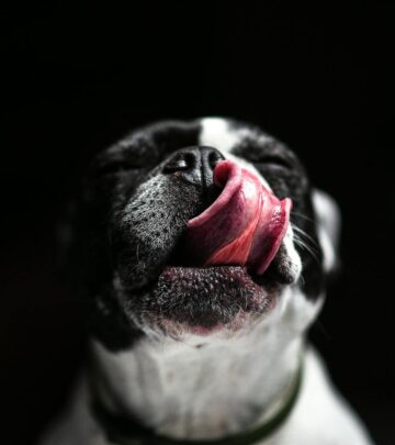 Do Dogs Cry? Understanding Canine Emotions and Communication