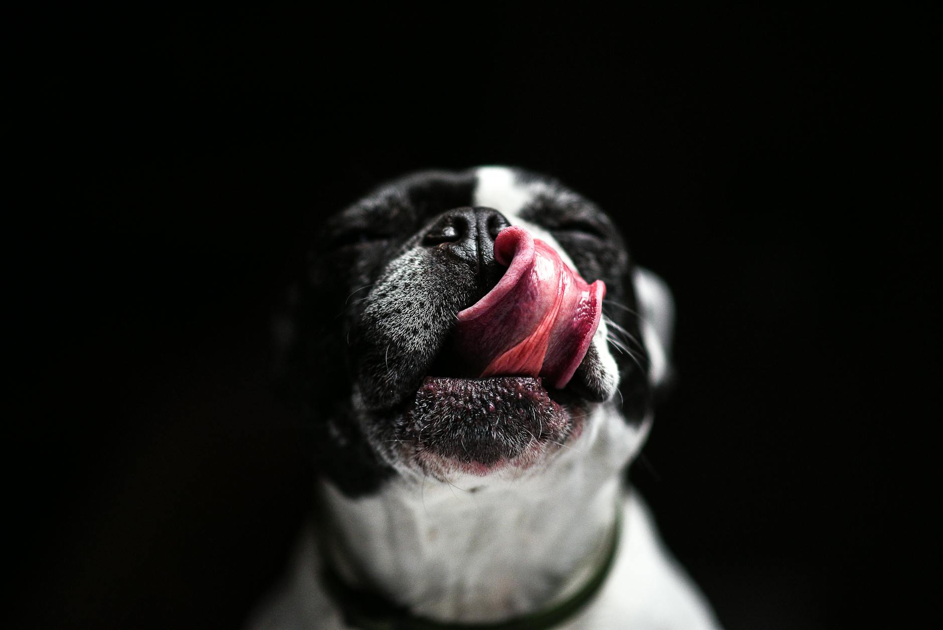 Watery eyes in furry friends often point to health concerns rather than emotion.