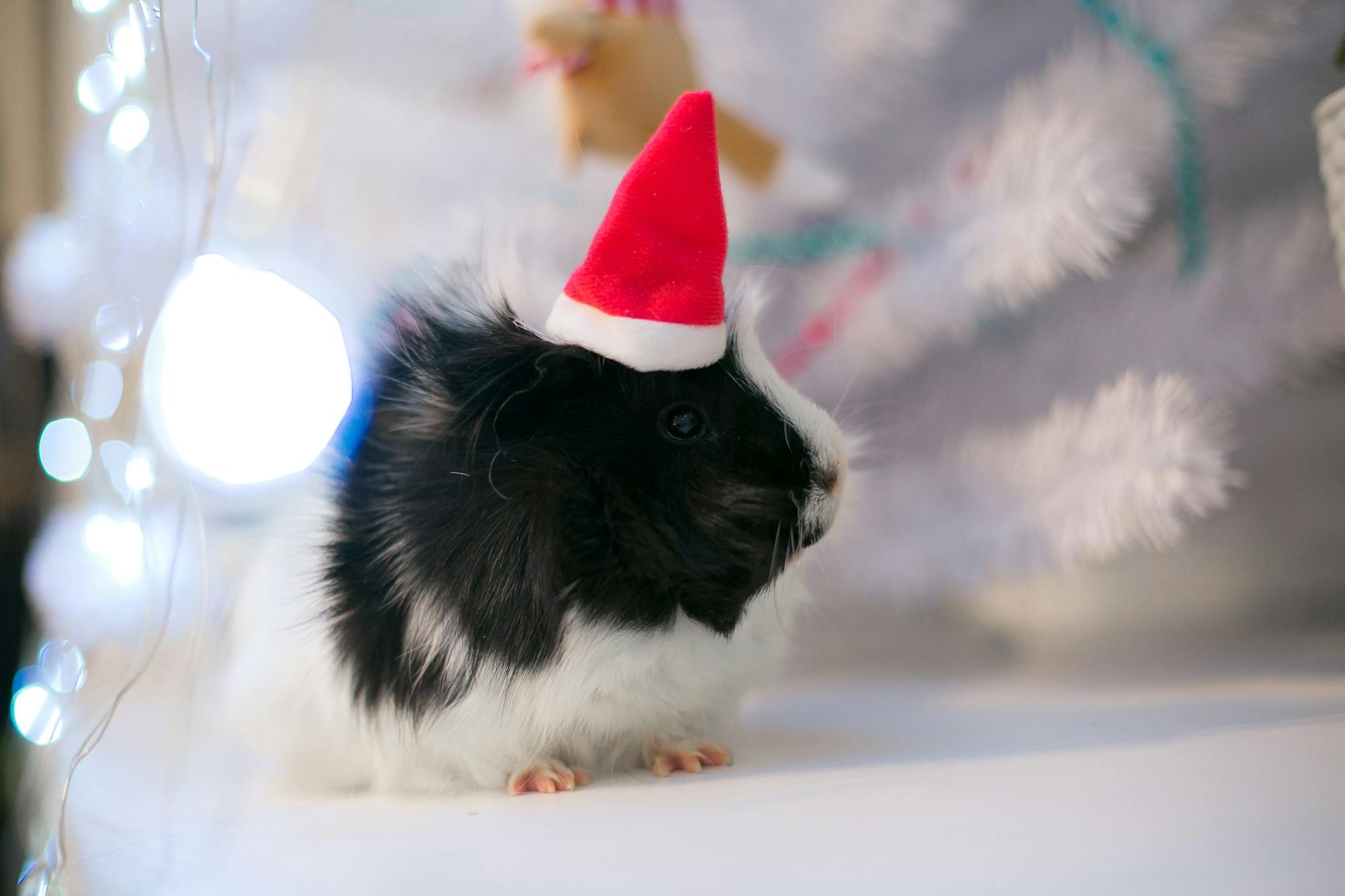 A warm, well-lit habitat helps guard your tiny companion against cold-induced torpor.