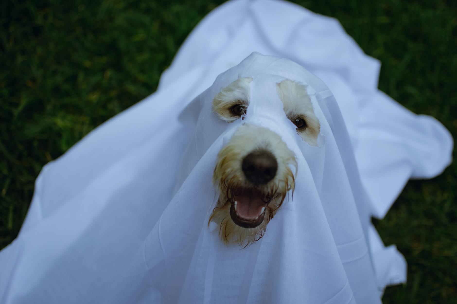 A simple sheet and a few tweaks turn your pup into the cutest ghost on the block.