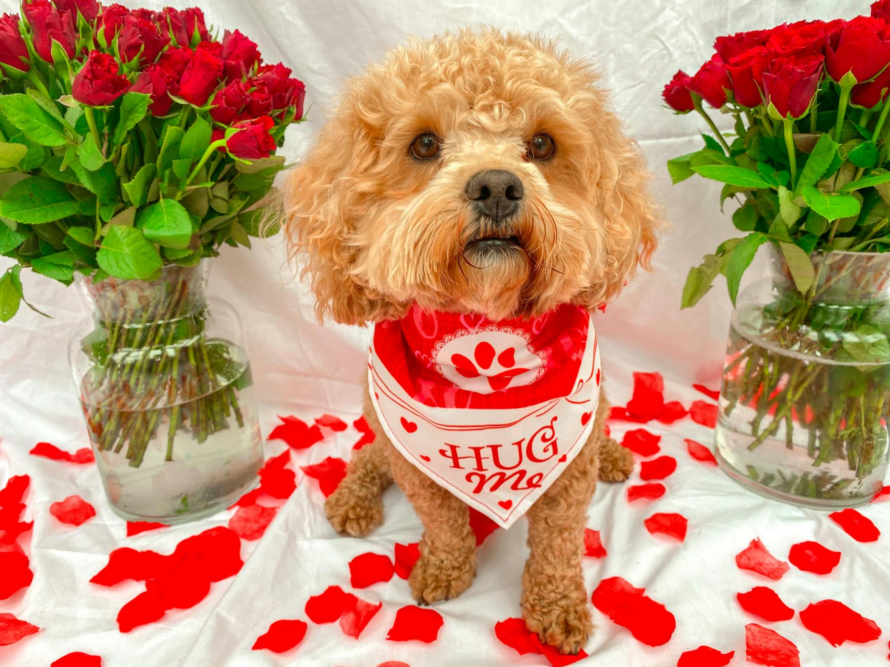 Make every message pup-tastic with witty wordplay that will leave tails wagging.