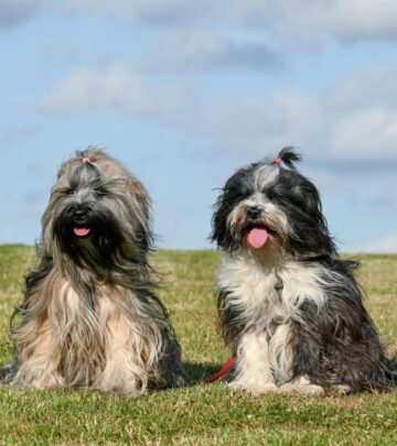 Understanding Double-Coated Dog Breeds: Care, Traits, and Top Examples