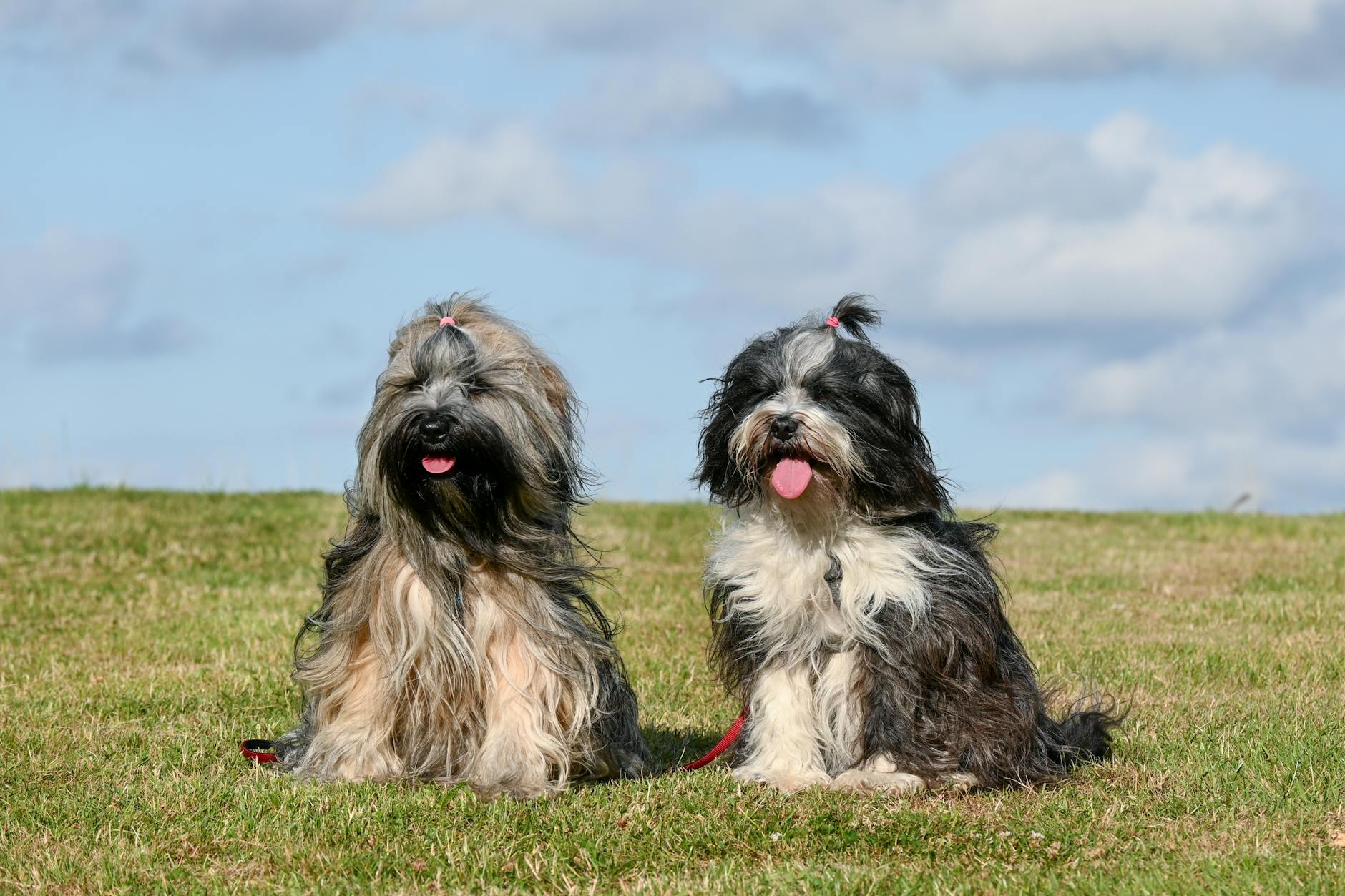 Regular grooming and appropriate tools tame undercoats and keep fur healthy.