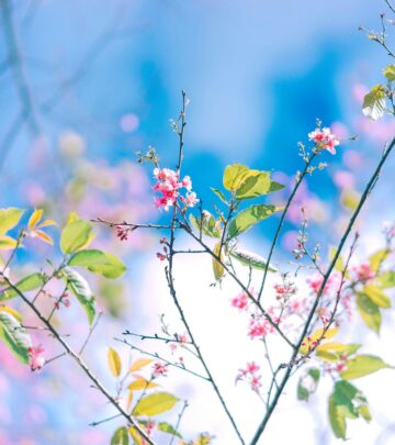 Dried Flowers: 7 Inspired Ideas for Grasses, Seedpods, and Branches