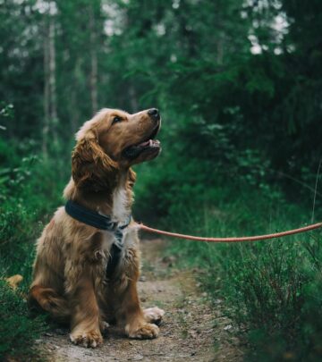 English vs. American Cocker Spaniel: Key Differences Explained