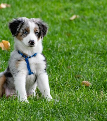 10 Essential Puppy Potty Training Tips: Housebreaking Made Easy