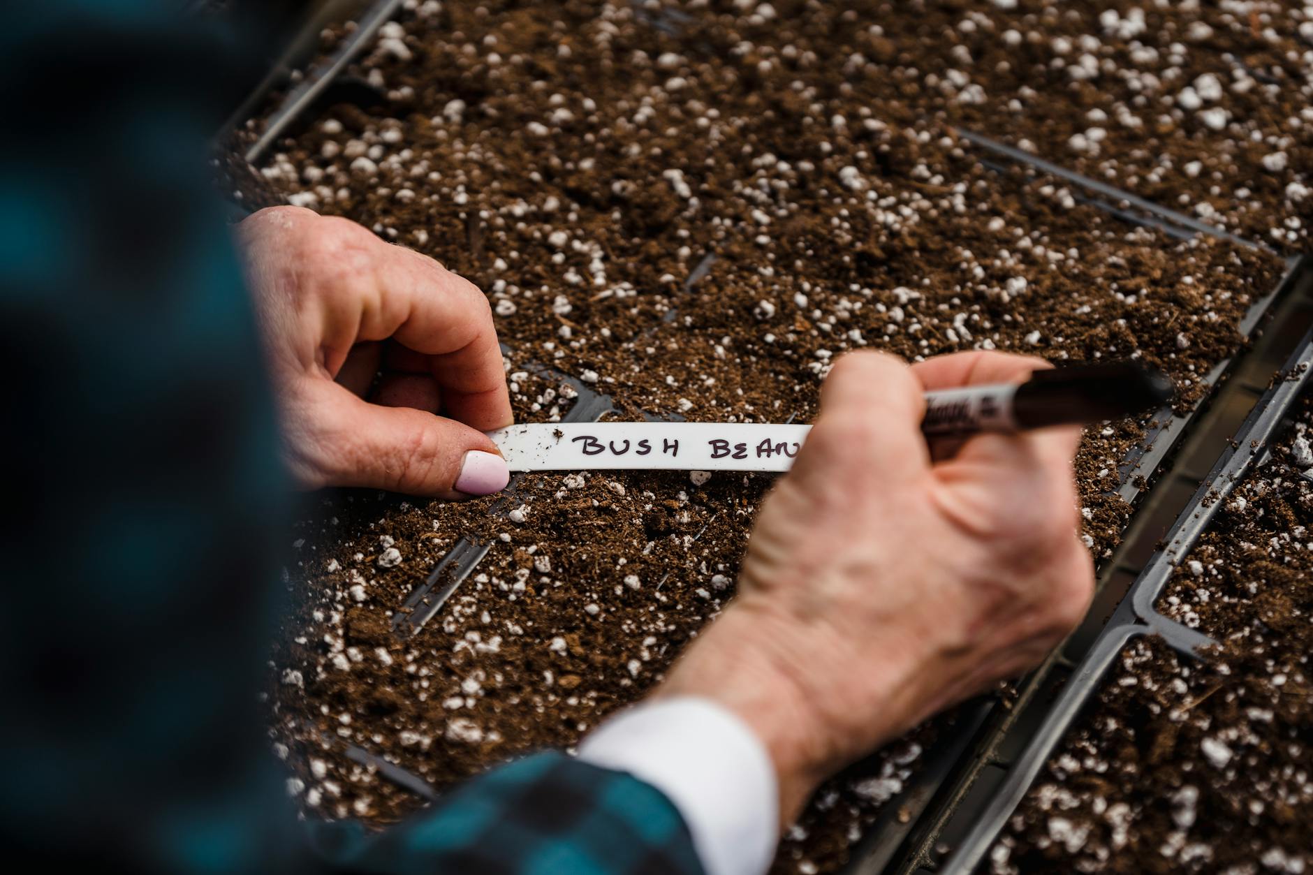 An ethical cooperative delivering affordable, cold-hardy seeds you can trust.