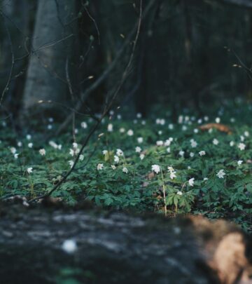 Transform fading borders into graceful displays of delicate, long-lasting flowers.