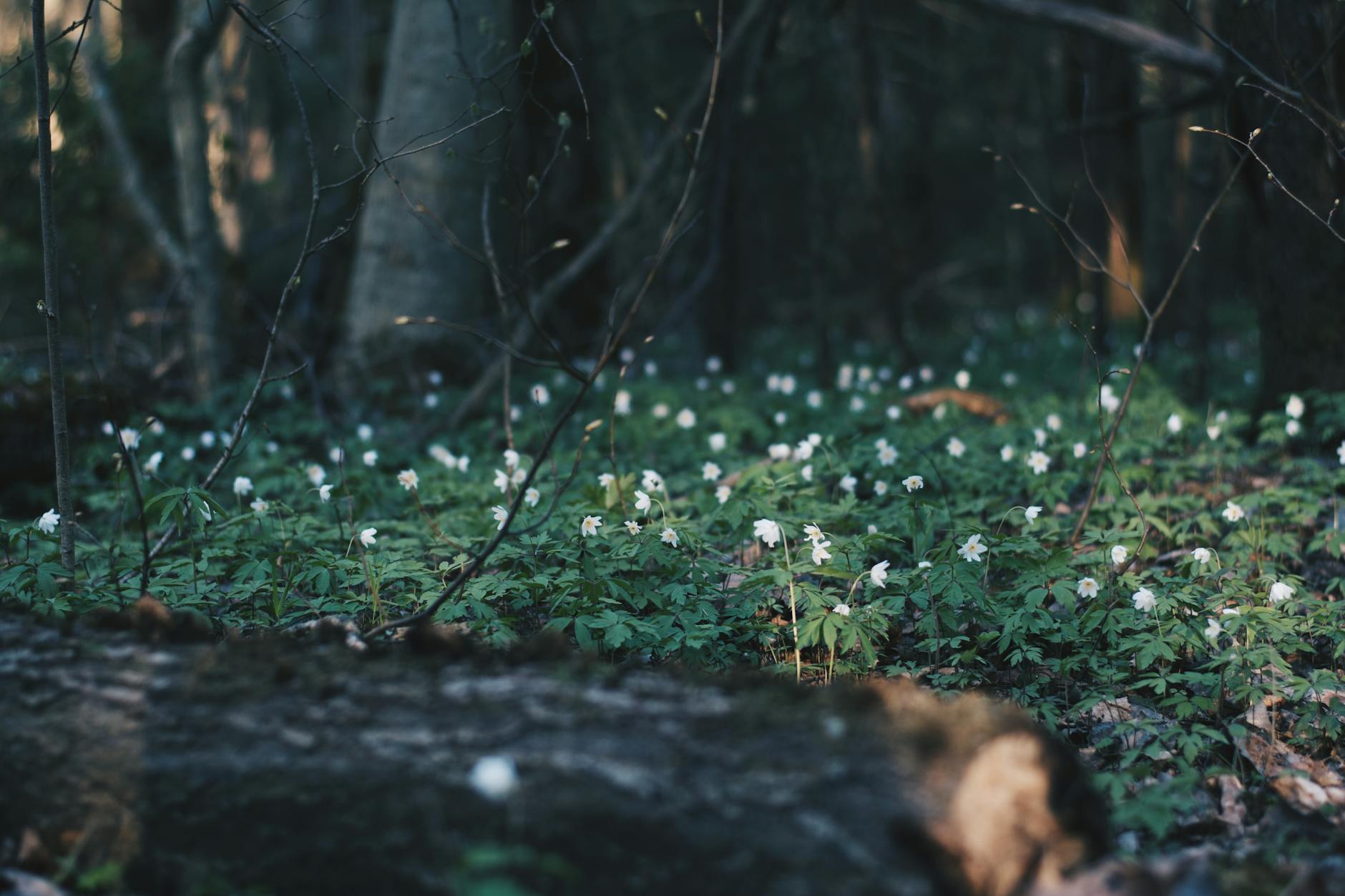 Transform fading borders into graceful displays of delicate, long-lasting flowers.