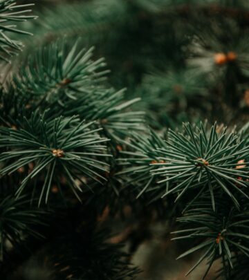 Fir Tree: An Evergreen Icon – Field Guide, Cultivation & Uses