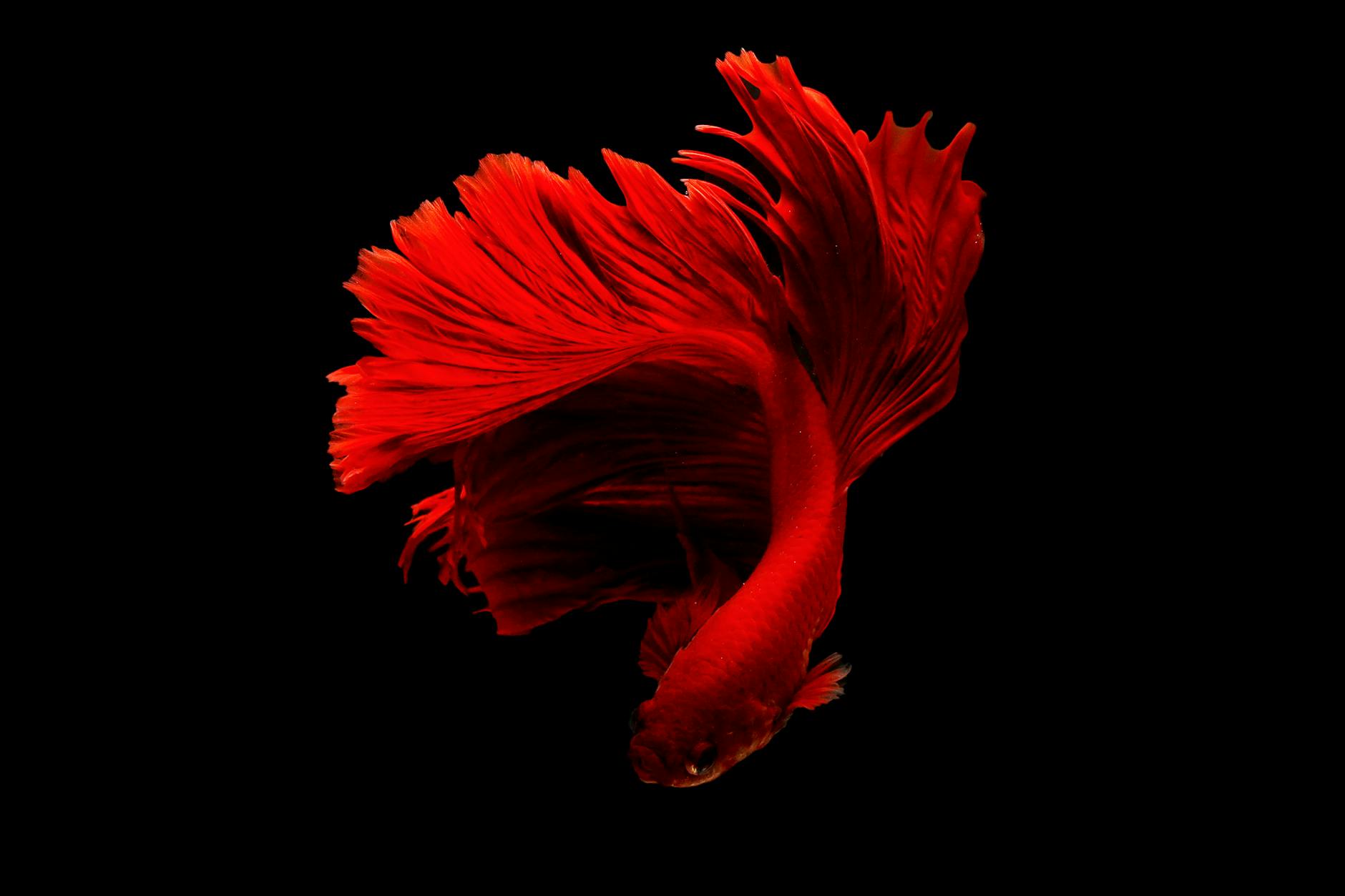 A clever moniker makes each scaly buddy feel like part of your home with every swim.