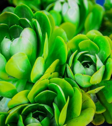 Flora Grubb Gardens: Redefining Urban Garden Design in California