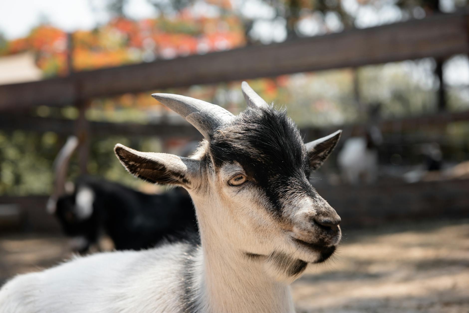 Combine cheese tasting with goat herding, garden blooms, and sea-kissed pasture strolls.
