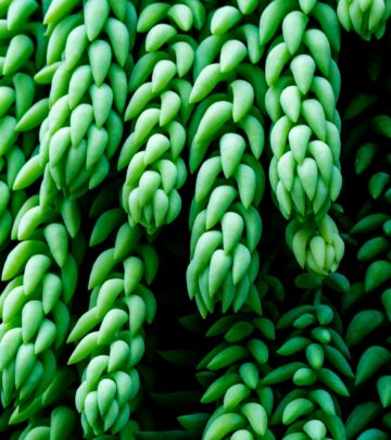 Gardening 101: Mastering Burro’s Tail Succulents (Sedum Morganianum)