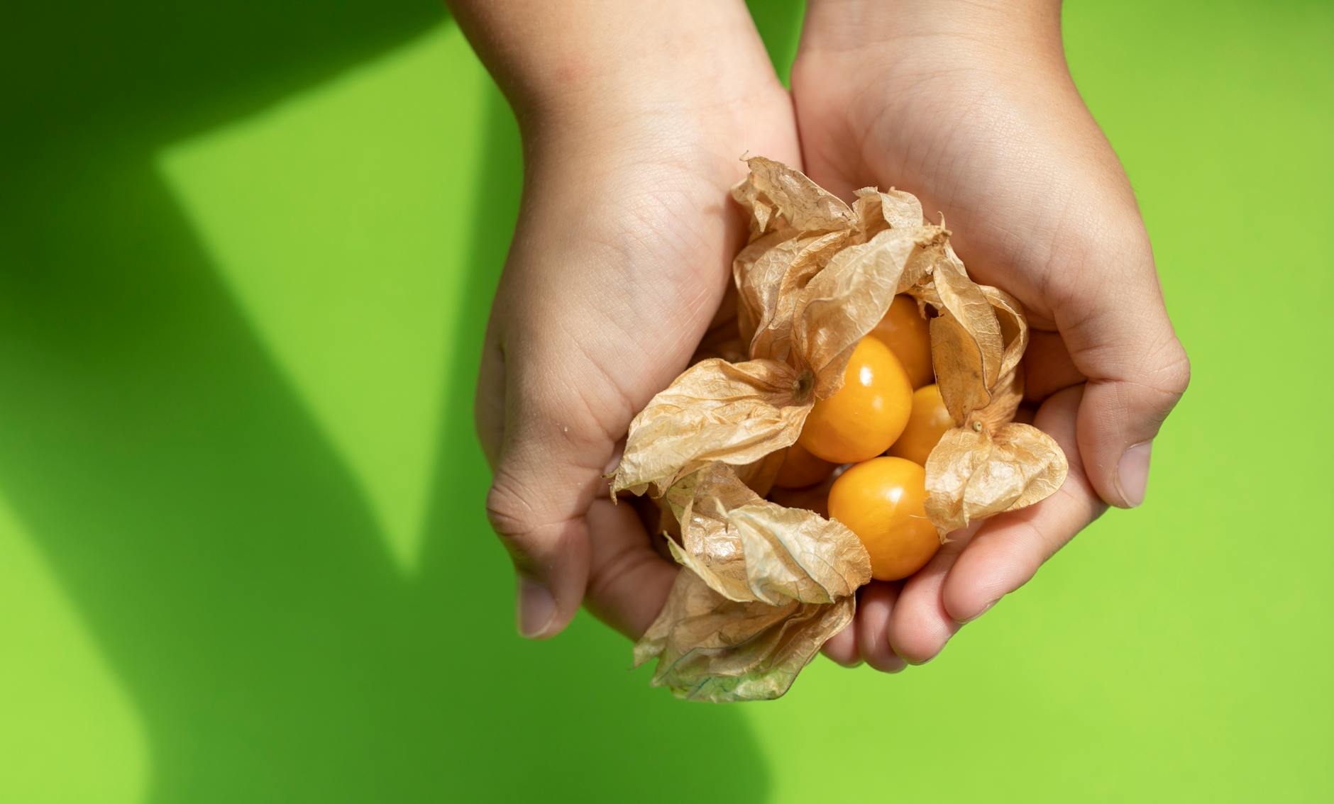 Gardening 101: Cape Gooseberry Delicate papery husks hide sweet-tart berries that thrive with minimal upkeep.